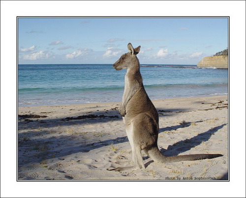  . Kangaroo Dreaming