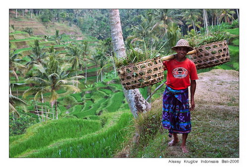 Фотография Индонезии. Indonesia. Bali-Rice paradise